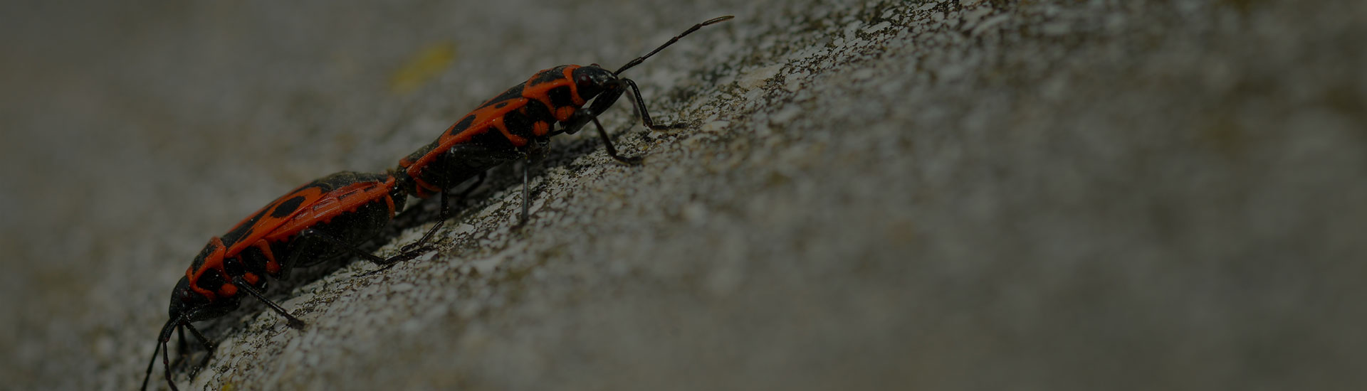 Keep your home bug free!